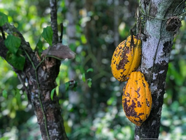 Comment organiser une croisière qui propose des visites de plantations de cacao en Amérique latine?